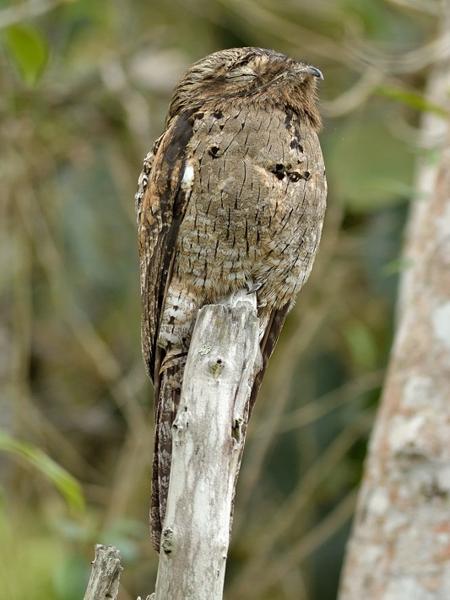 <h3><a href="/trips/salesopolis-2014/biota/animalia/chordata/aves/032 caprimulgiformes/003 nyctibiidae/nyctibius griseus/nyctibius griseus-nl.html">Nyctibius&nbsp;griseus</a> / Common&nbsp;potoo / Grijze&nbsp;reuzennachtzwaluw</h3>NIKON D7100 met AF-S Nikkor 300mm f/2.8G IF-ED VR II, 1/640 sec  bij F4.0, ISO 400, afstand 11.8&nbsp;m